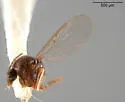 Atrichopogon minutus - photo 5
