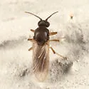 Atrichopogon peregrinus
