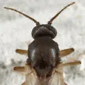 Atrichopogon peregrinus - photo 2
