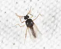 Atrichopogon peregrinus - photo 3