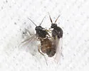 Atrichopogon peregrinus - photo 4
