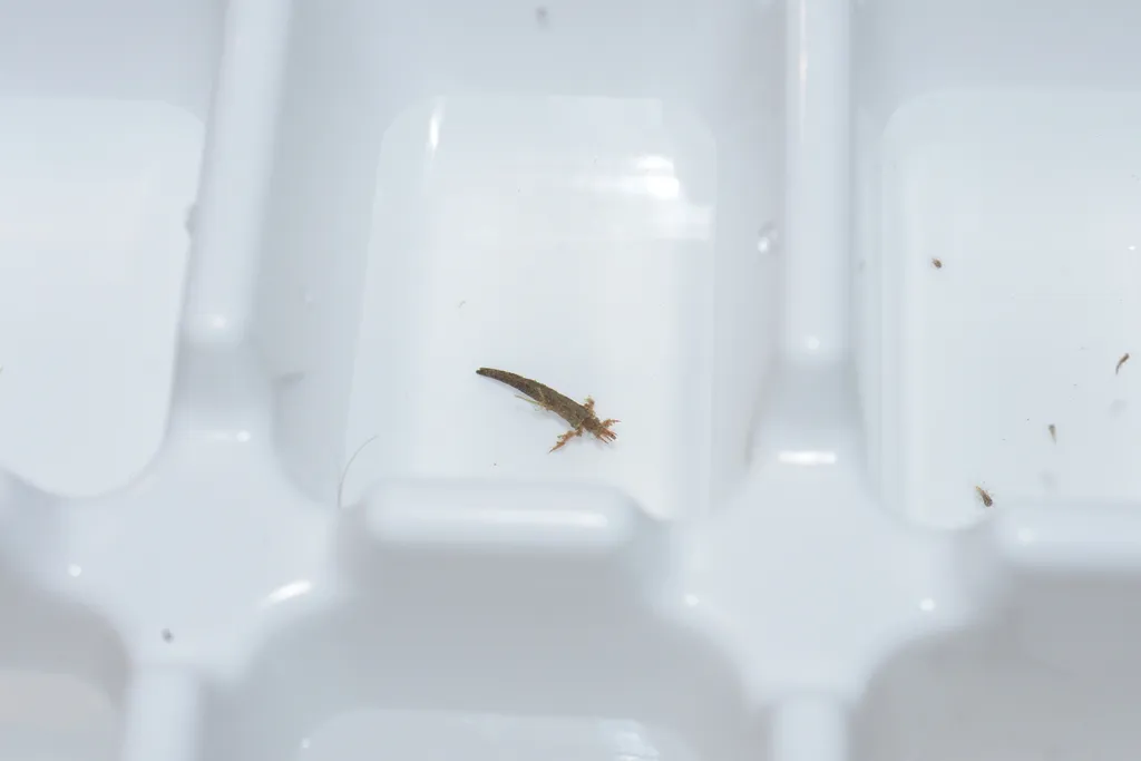 Atriplectididae - photo 2