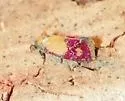 Primrose Cochylid Moth - Hodges#3848 - photo 2