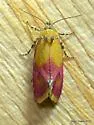 Primrose Cochylid Moth - Hodges#3848 - photo 4