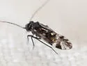 Atropsocus atratus