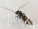 Atropsocus atratus - photo 2