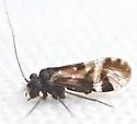 Atropsocus atratus - photo 3