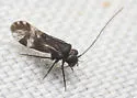 Atropsocus atratus - photo 4