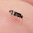 Atropsocus atratus - photo 5