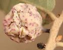 Atrusca aggregata