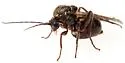 Atrusca aggregata - photo 4