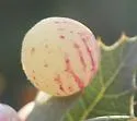 Atrusca capronae