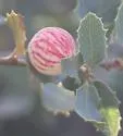 Atrusca capronae - photo 2