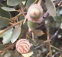 Atrusca capronae - photo 3