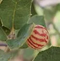 Atrusca capronae - photo 4