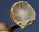 Atrusca capronae - photo 5