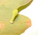 Club Gall Wasp