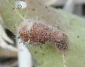 Club Gall Wasp - photo 2