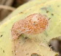 Club Gall Wasp - photo 3