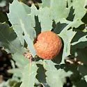 Atrusca cubitalis