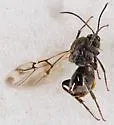 Spotted Oak Apple Gall Wasp - photo 3