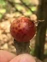 Spotted Oak Apple Gall Wasp - photo 4