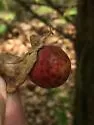 Spotted Oak Apple Gall Wasp - photo 5