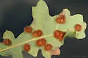 Woollybear Gall Wasp