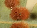 Woollybear Gall Wasp - photo 2