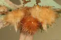 Woollybear Gall Wasp - photo 3