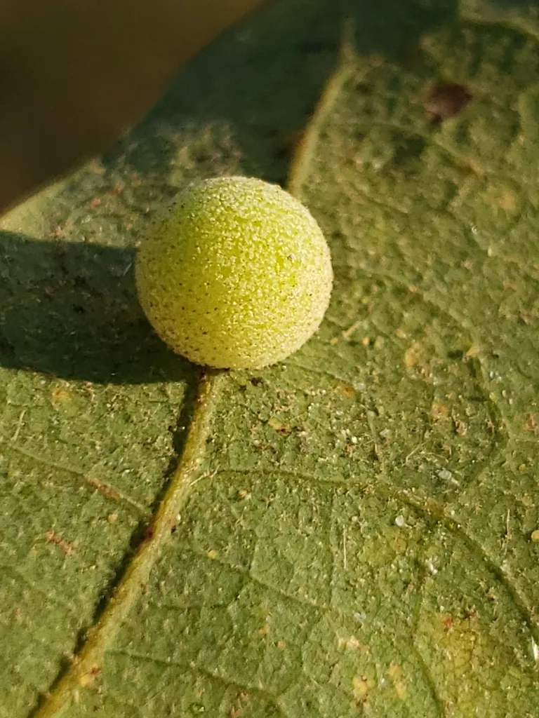 Atrusca unica - photo 2