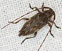 Atrypanius haldemani