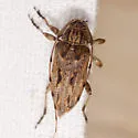Atrypanius haldemani - photo 3