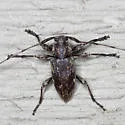 Atrypanius haldemani - photo 5