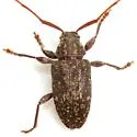 Atrypanius irrorellus