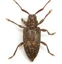 Atrypanius irrorellus - photo 2