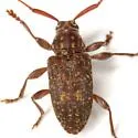 Atrypanius irrorellus - photo 3