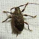 Atrypanius irrorellus - photo 4