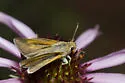 Arogos Skipper - Hodges#4050 - photo 2