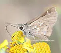 Cestus Skipper - Hodges#4087 - Atrytonopsis cestus