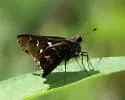 Cestus Skipper - Hodges#4087 - photo 2