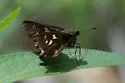 Cestus Skipper - Hodges#4087 - photo 3