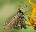 Cestus Skipper - Hodges#4087 - photo 4