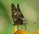 Cestus Skipper - Hodges#4087 - photo 5