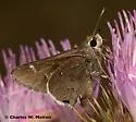 Deva Skipper - Hodges#4081 - photo 2
