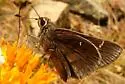 Deva Skipper - Hodges#4081 - photo 3