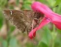 Deva Skipper - Hodges#4081 - photo 5