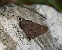 Sheep Skipper - Hodges#4088