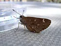 Sheep Skipper - Hodges#4088 - photo 2