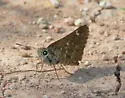 Sheep Skipper - Hodges#4088 - photo 3